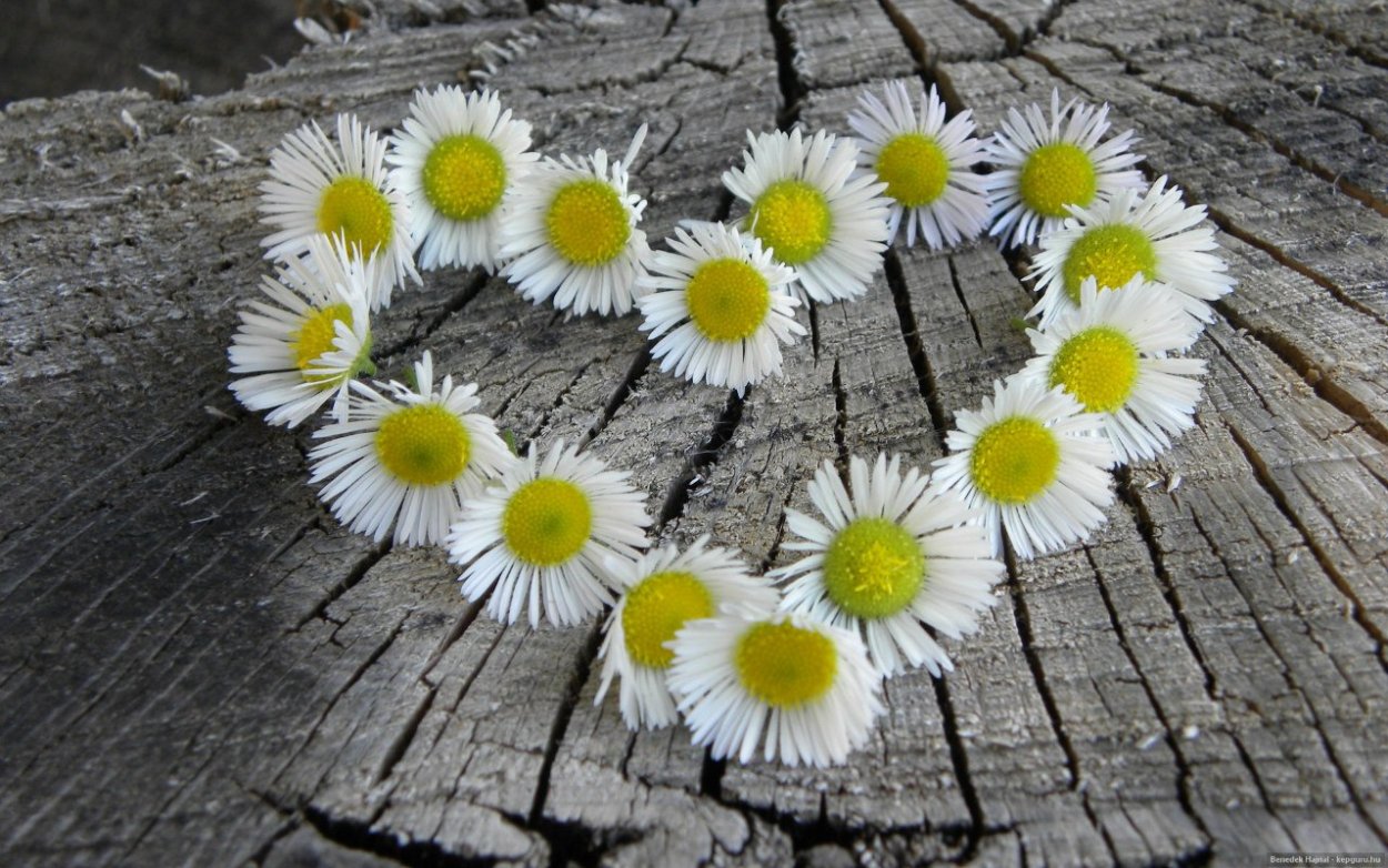 Ромашка гуллари