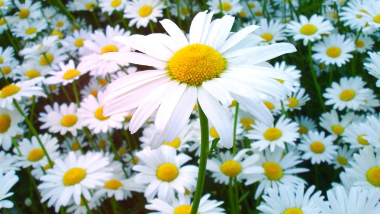 Мойчечак Гули