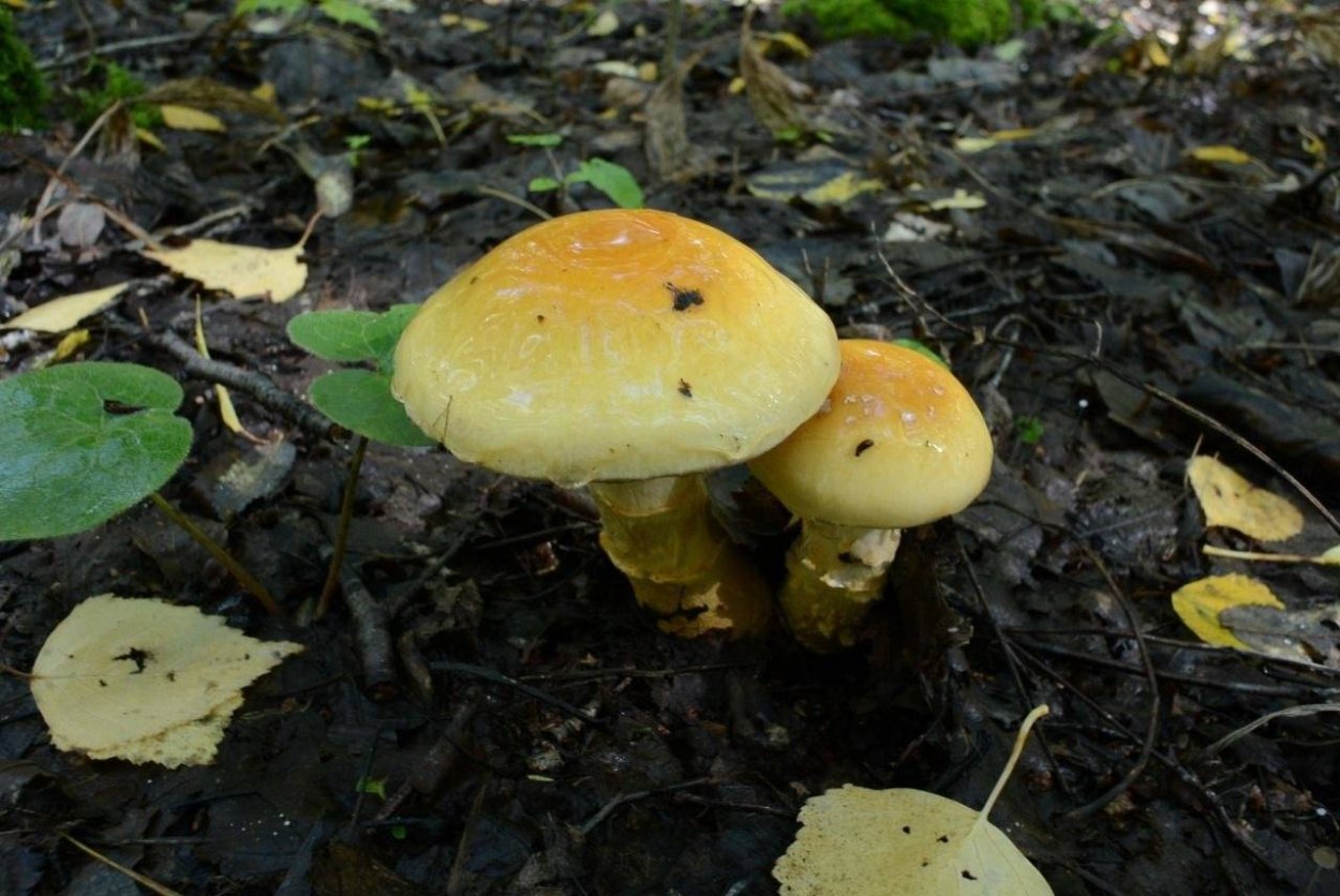 Паутинник Триумфальный желтый