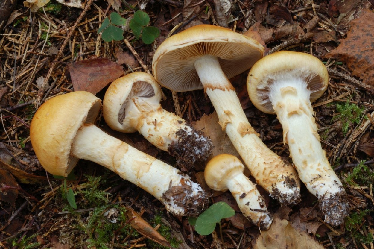 Cortinarius multiformis