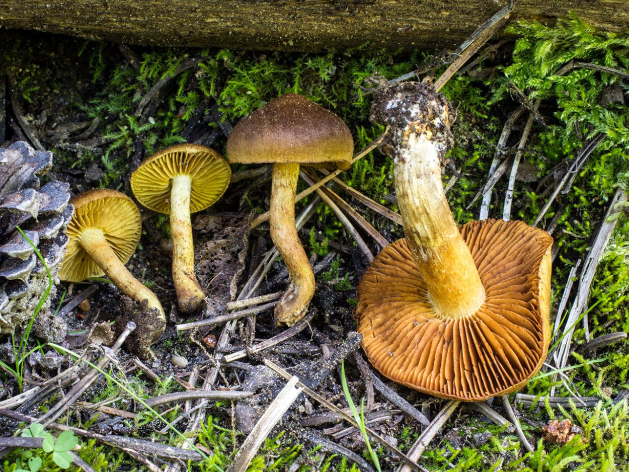 Cortinarius Bolaris