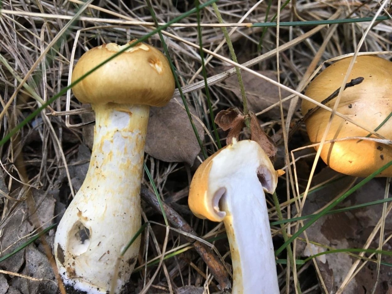 Паутинник обыкновенный съедобный