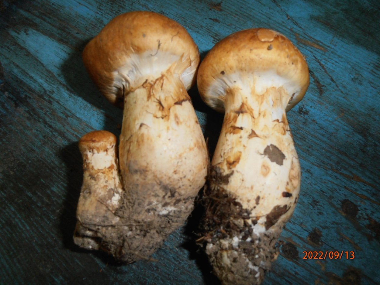 Паутинник красный браслетчатый