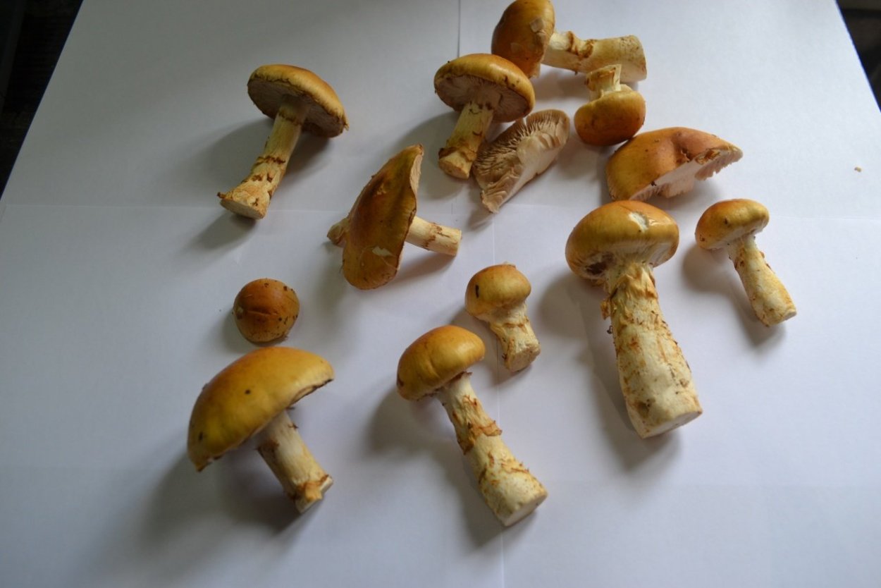 Паутинник пурпурный