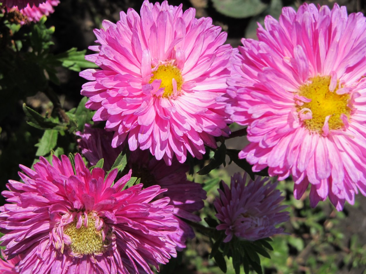 Астра китайская Серенада