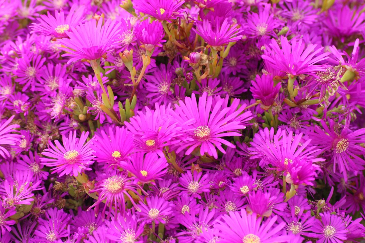 Астра кустарниковая Розенвихтель