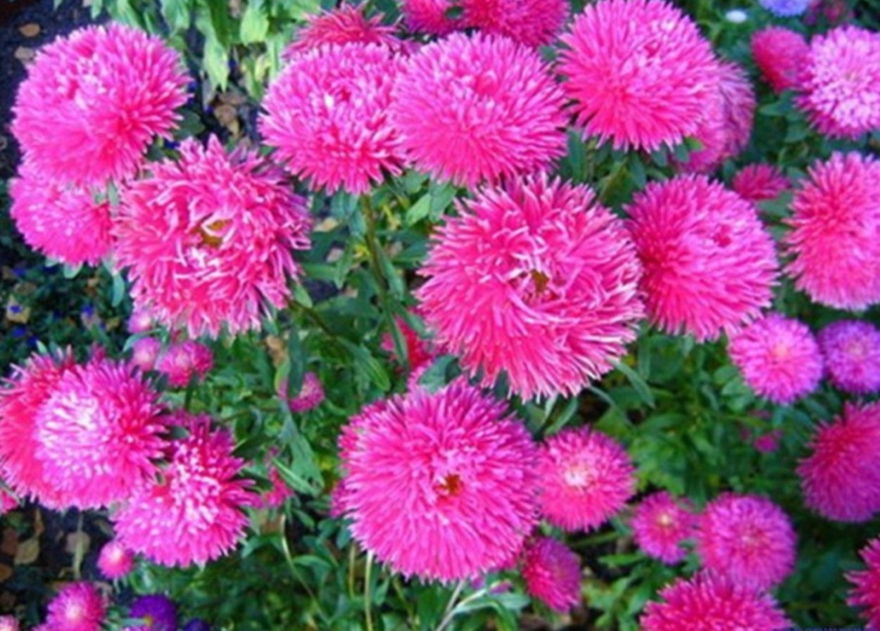 Астра кустарниковая Старлайт