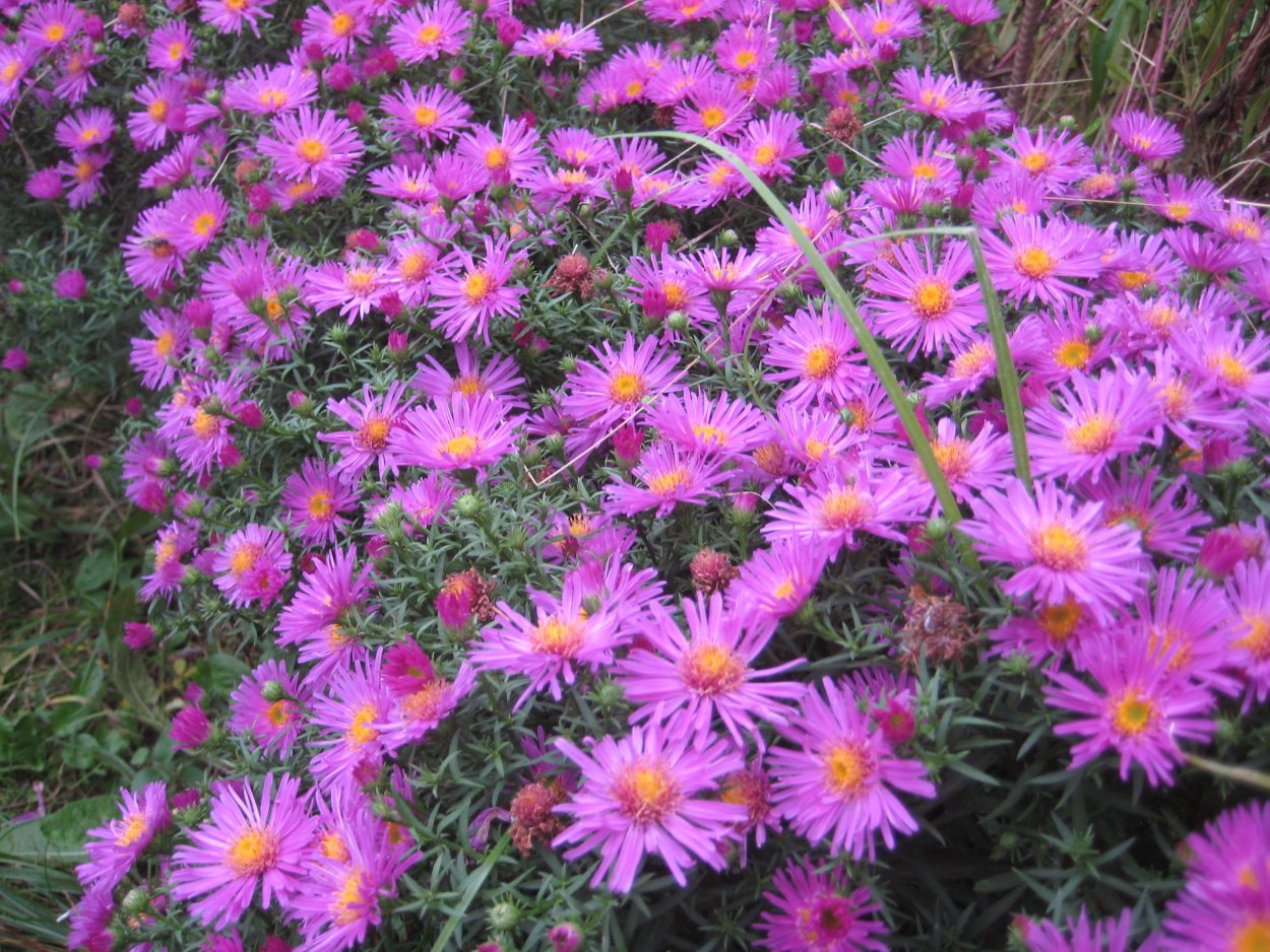 Астра низкорослая Пиноккио