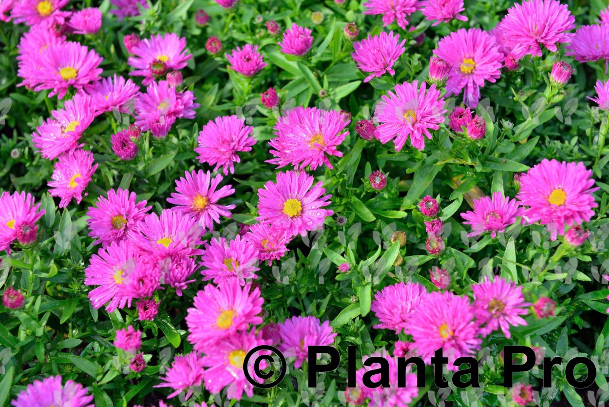 Астра Феллоушип