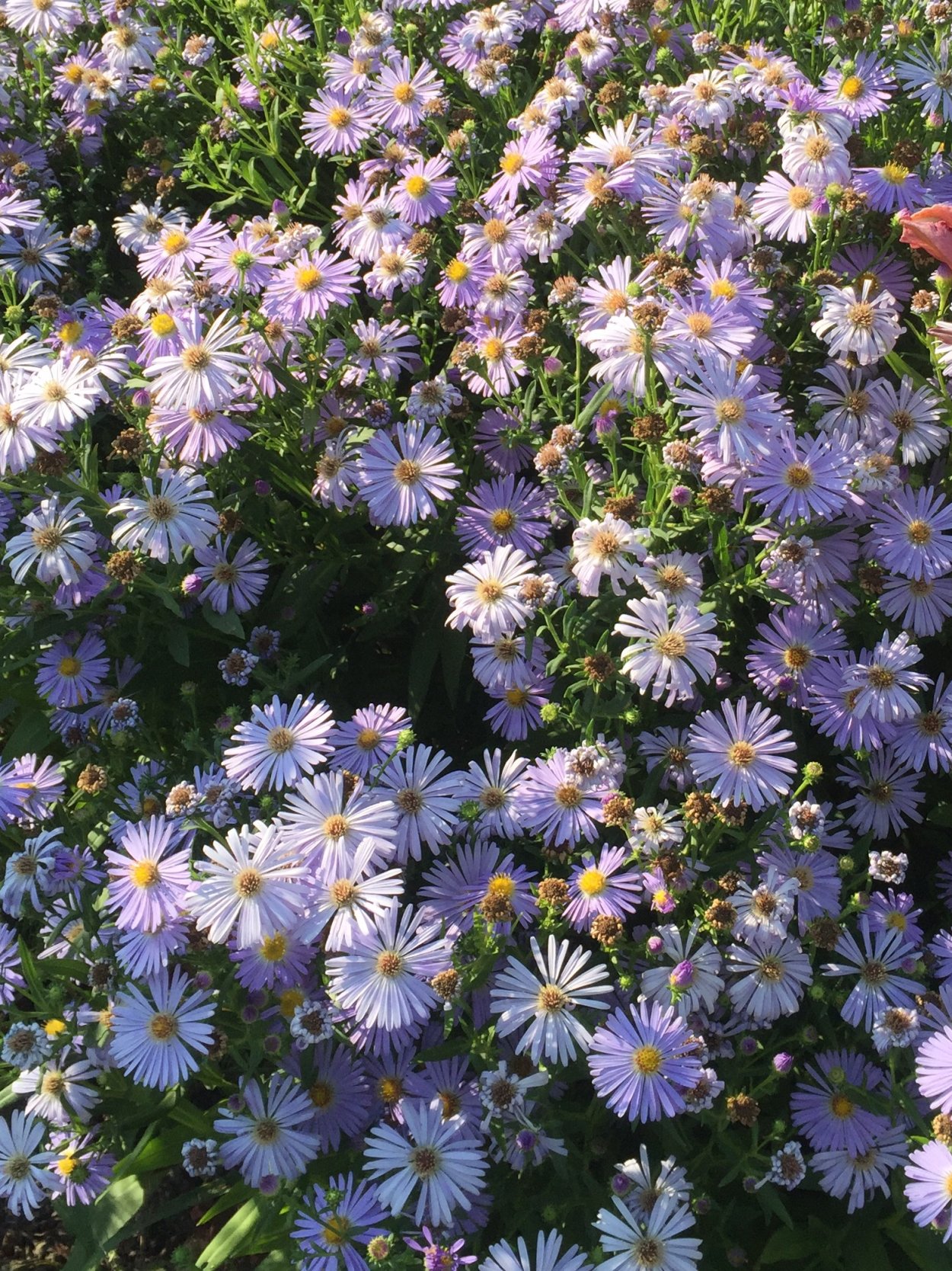 Астра кустарниковая Anneke