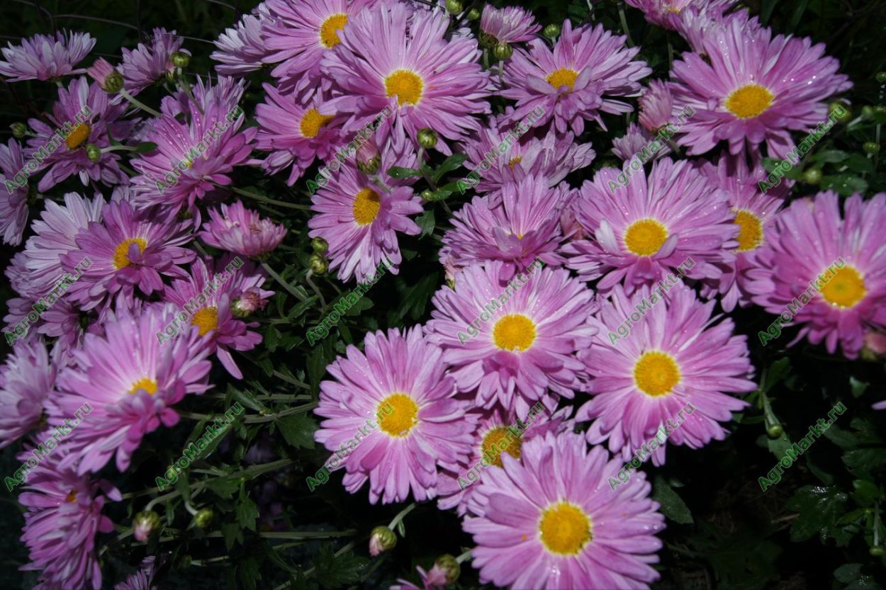 Астра низкорослая Пиноккио