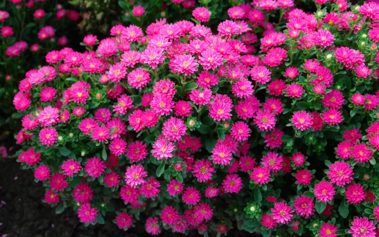 Астра новоанглийская Purple Dome