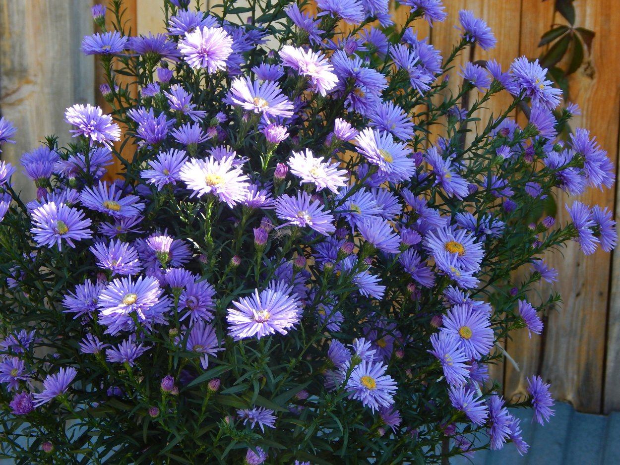 Астра многолетняя Вайолеттер