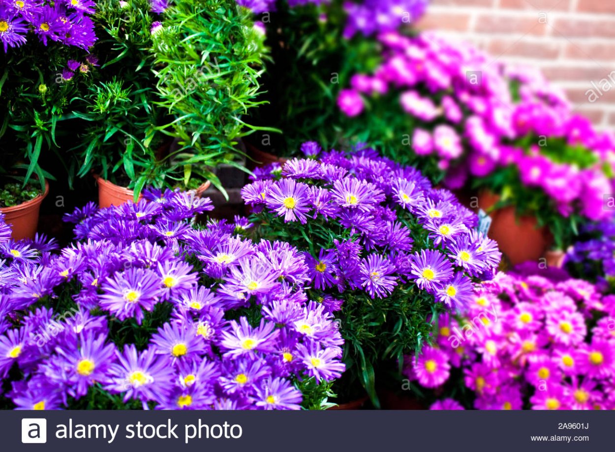 Астра китайская низкорослая