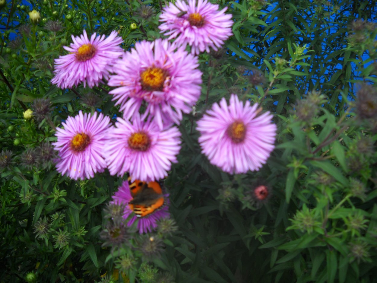 Астра кустарниковая Старлайт