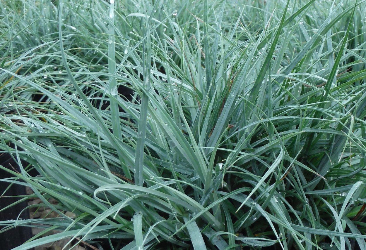 Carex Blue Zinger