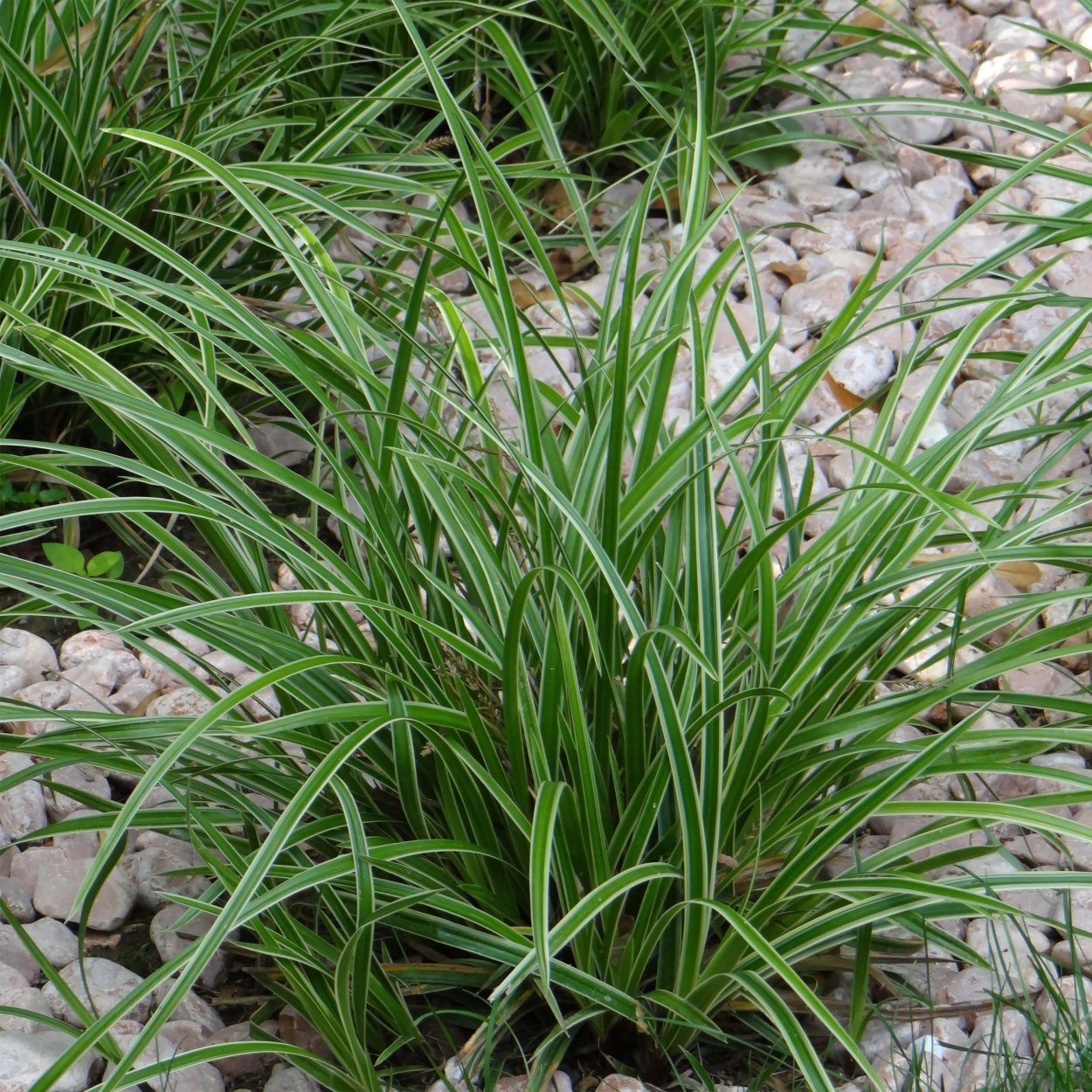 Осока Морроу (Carex morrowii &#96;variegata&#96;)
