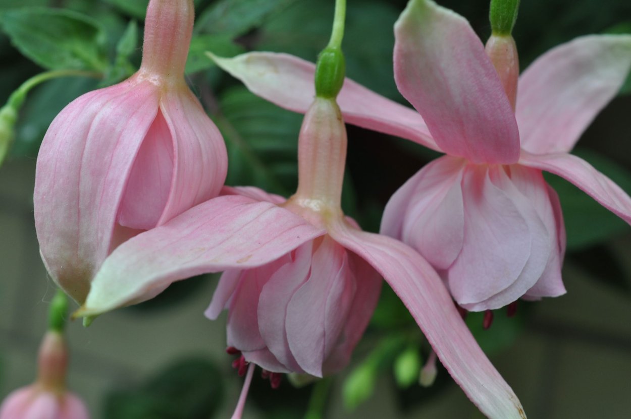 Фуксия Пинк Галор