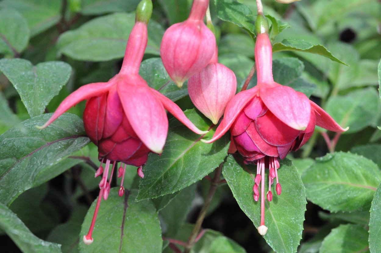 Цветок фуксия 74 Beate Lenz