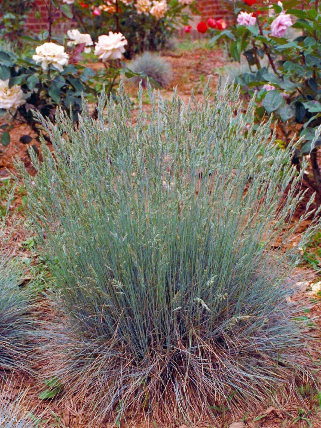 Колосняк песчаный Глаука