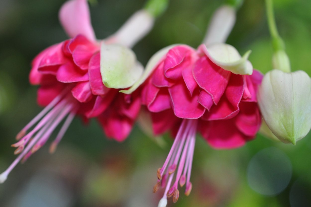 Фуксия Heiko Fuhrmann