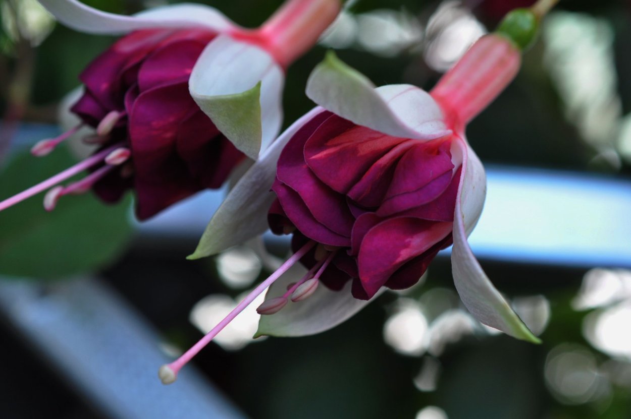 Фуксия Bilberry Sorbet