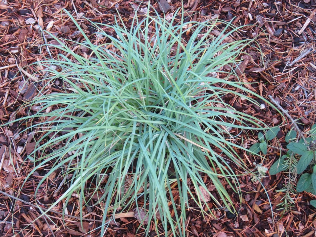 Осока сизая (Carex glauca)