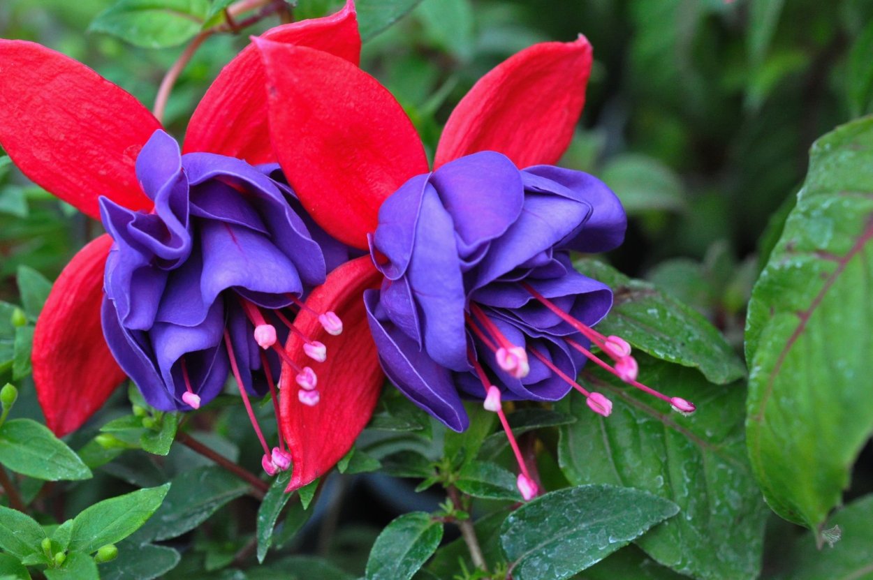 Фуксия Блу ЕС