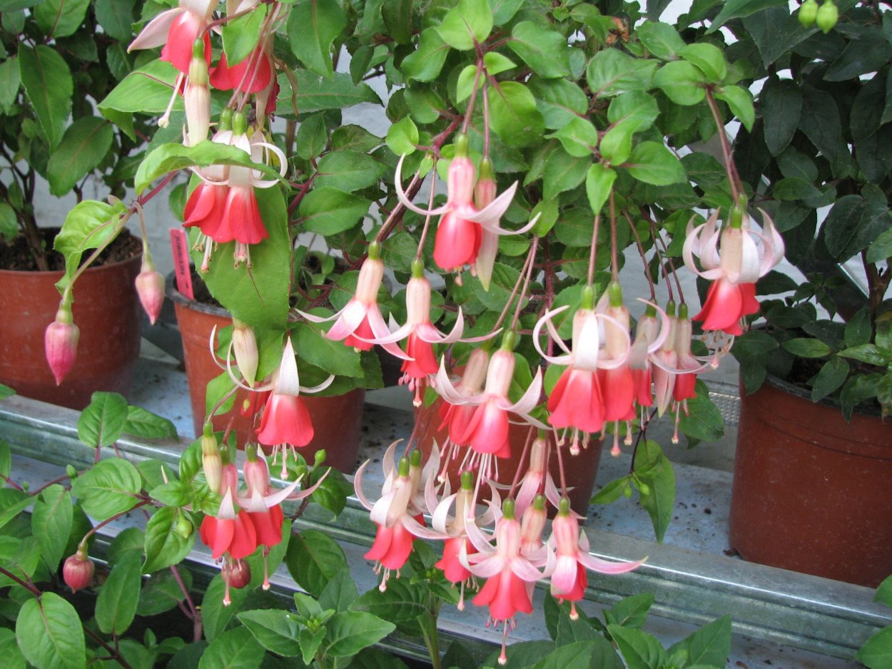 Фуксия waterpost