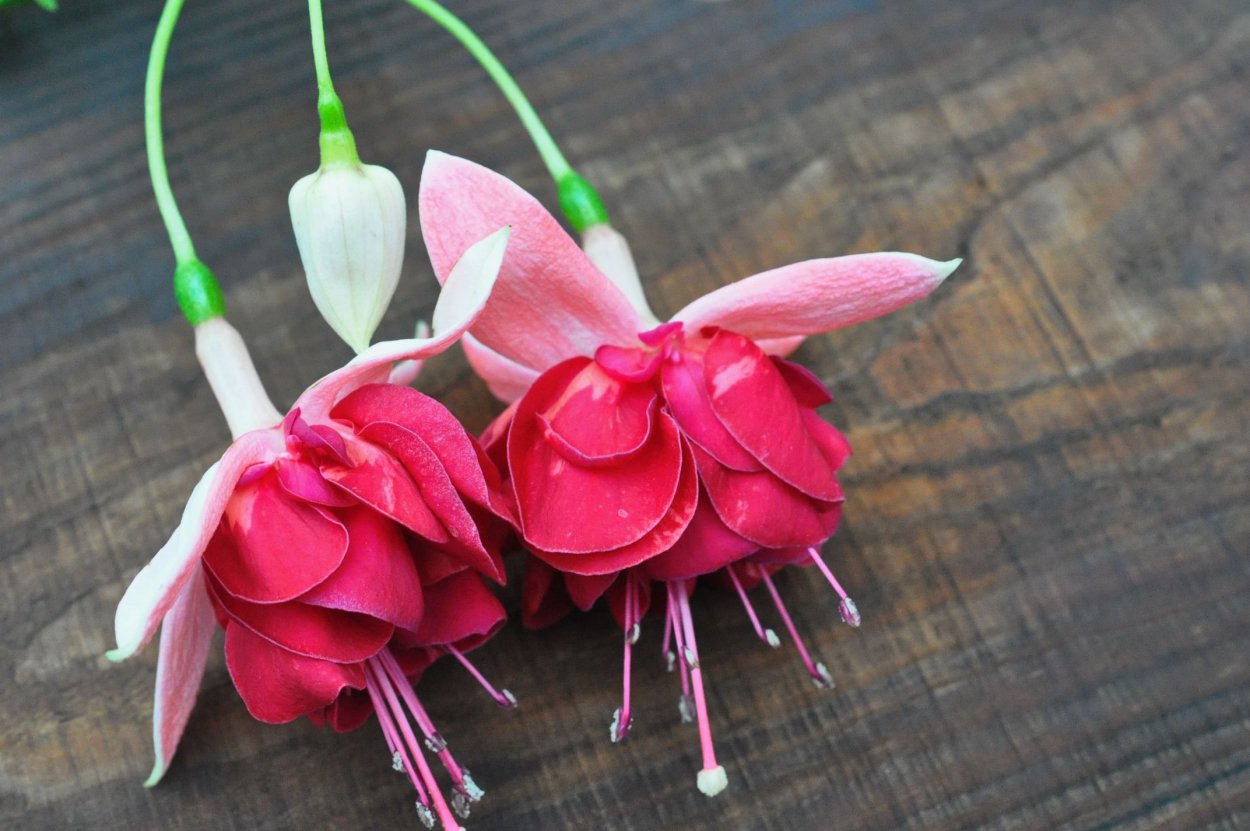 Фуксия Дрим мейкер