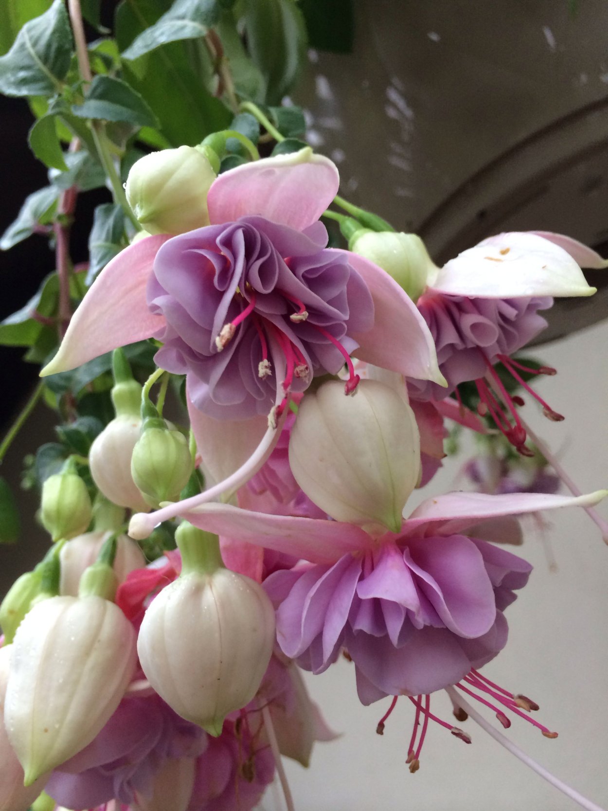 Фуксия blush of Dawn