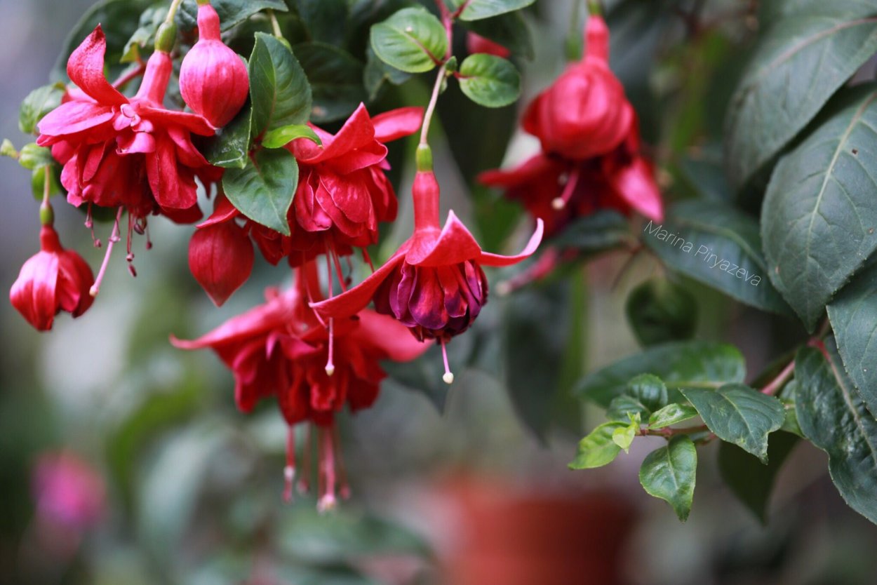 Фуксия Ywan van Cortenbach