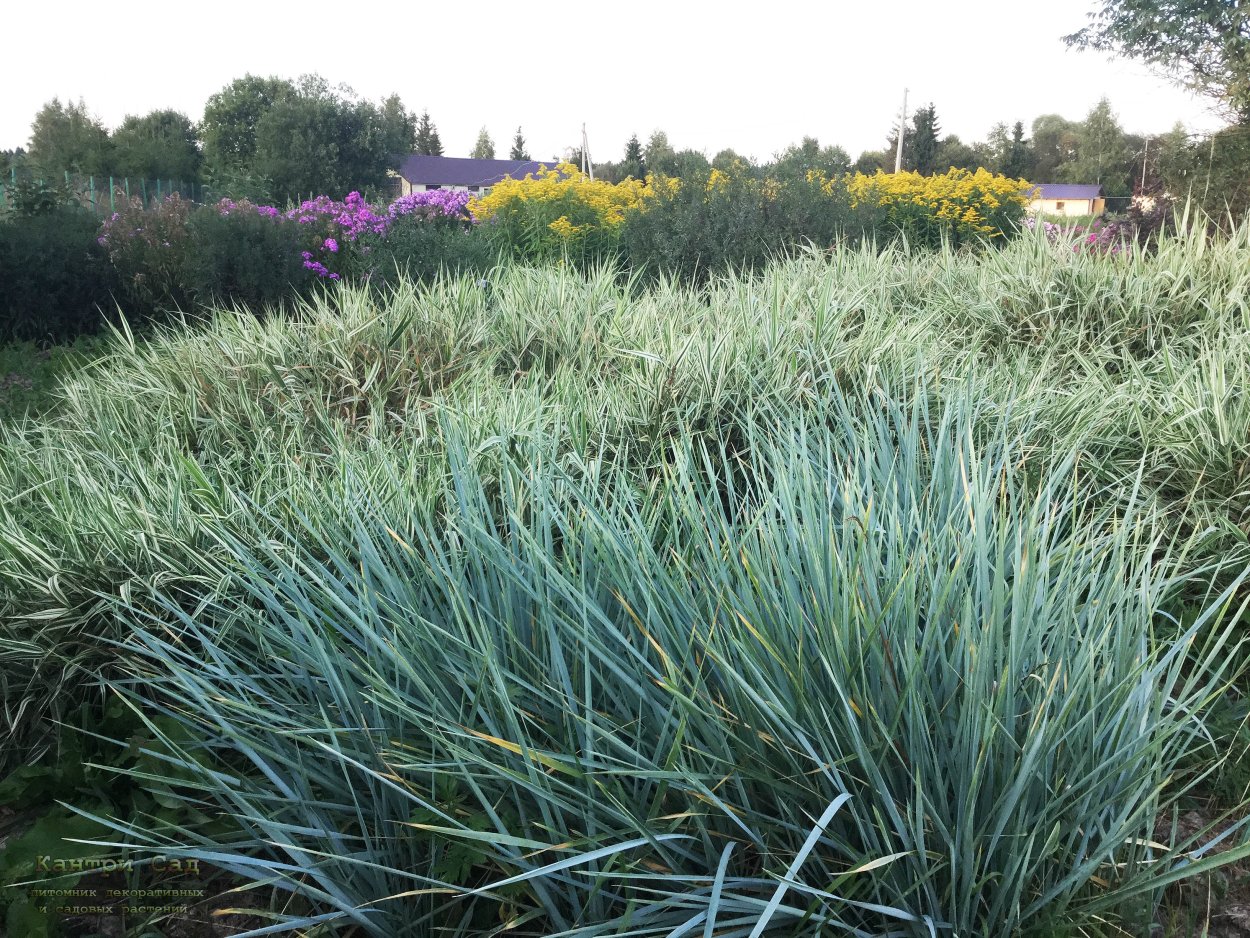 Элимус песчаный (Элимус голубой) –
