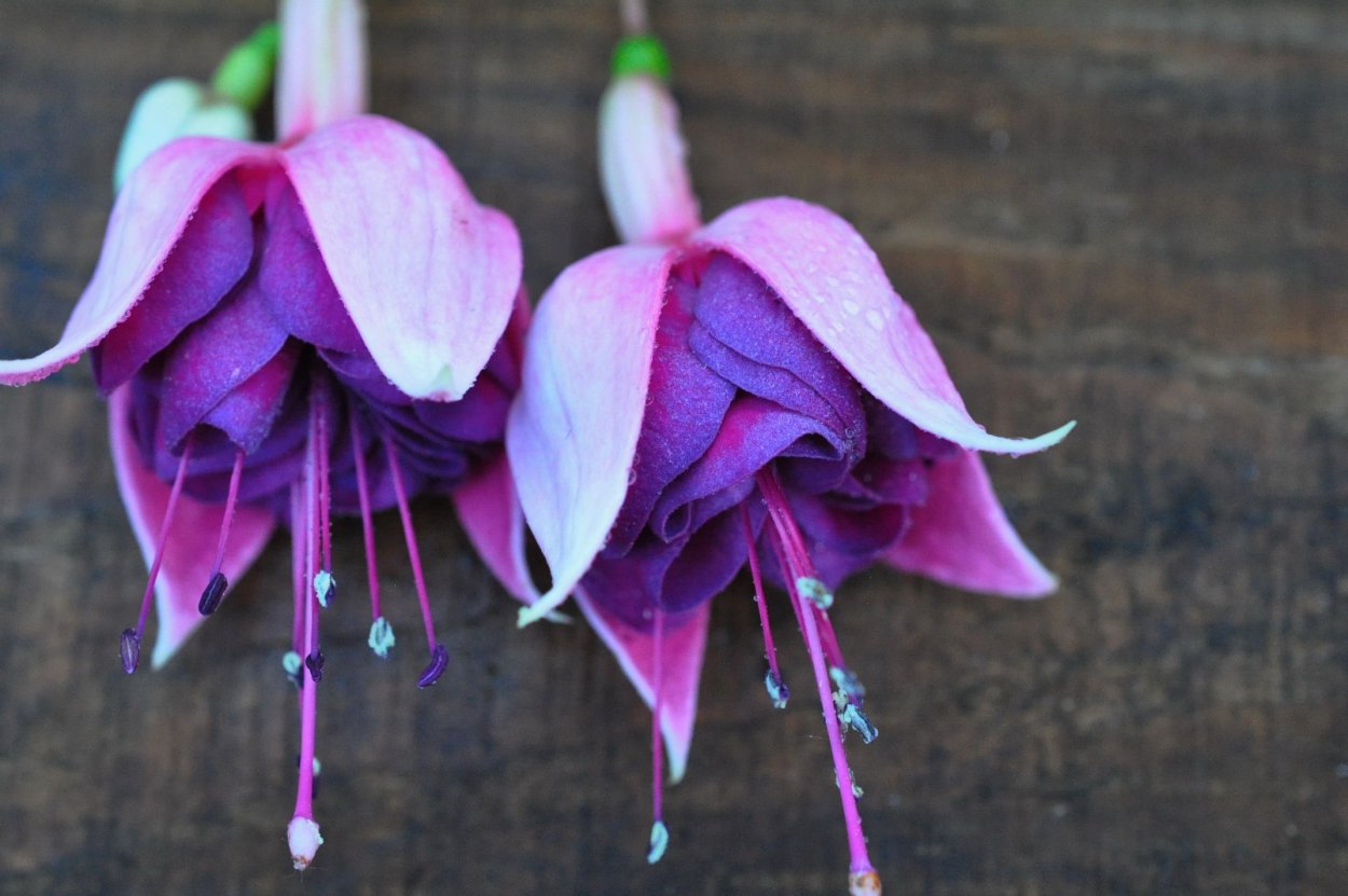 Фуксия Elsy de Pauw