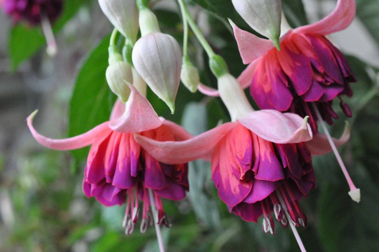 Blessed event фуксия