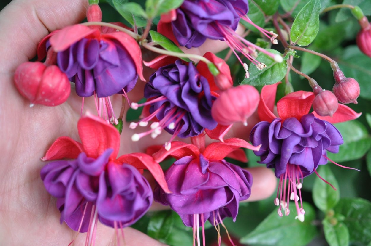 Фуксия Блю айс