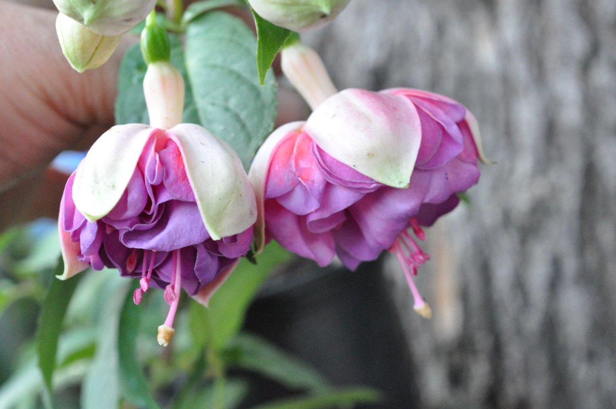 Фуксия Murru's Frau lindert