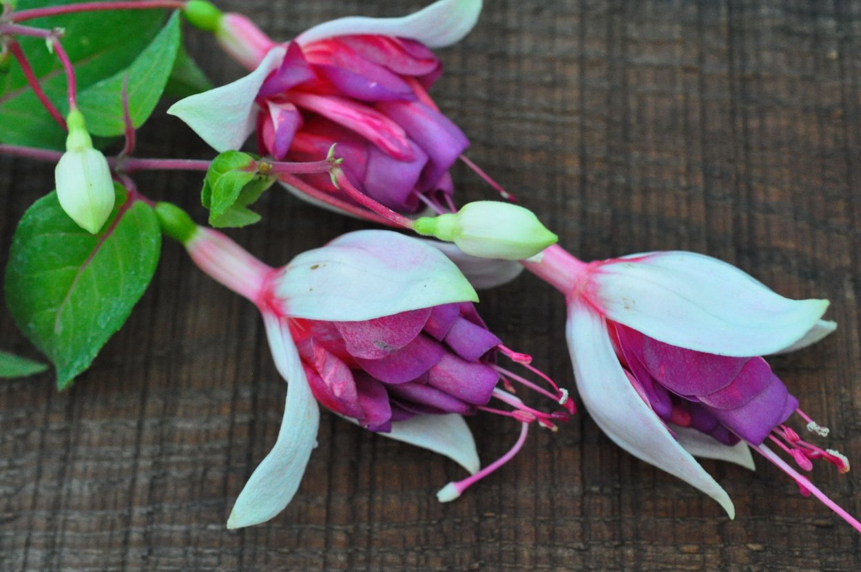 Фуксия Kerkveld Gotem