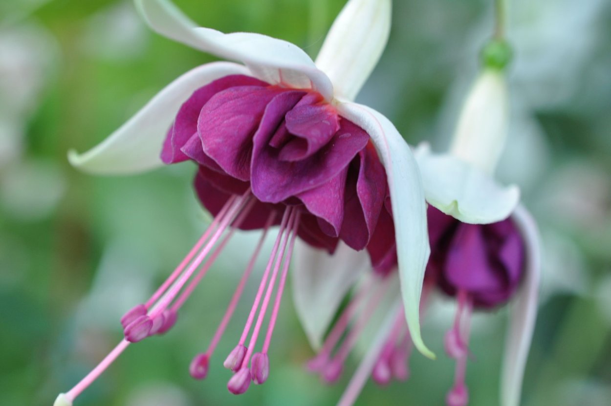 Фуксия Bilberry Sorbet