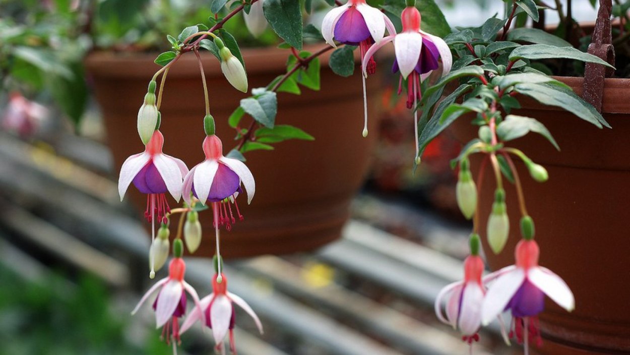 Фуксия плетистая