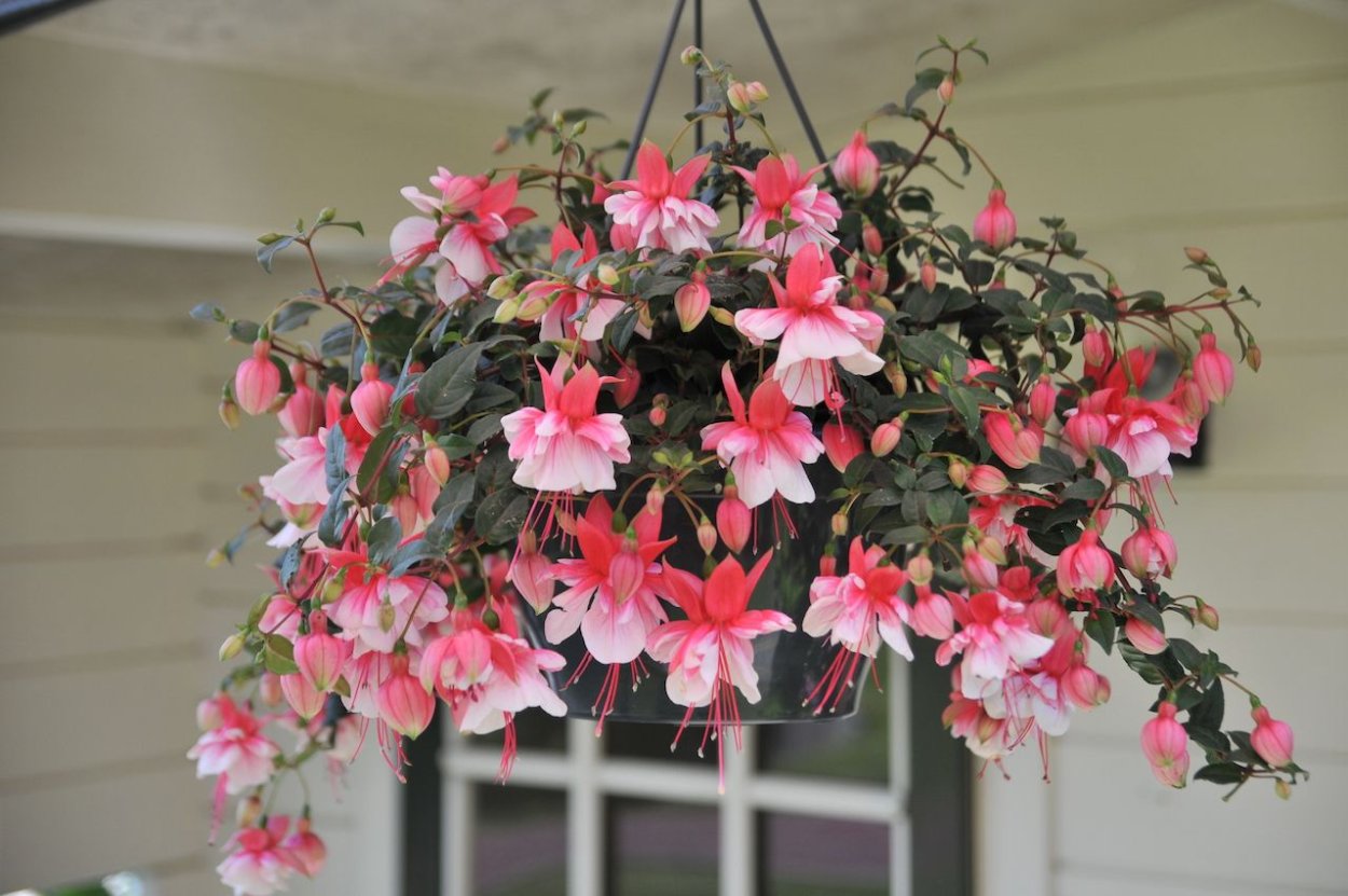 Фуксия Эль Камино амп