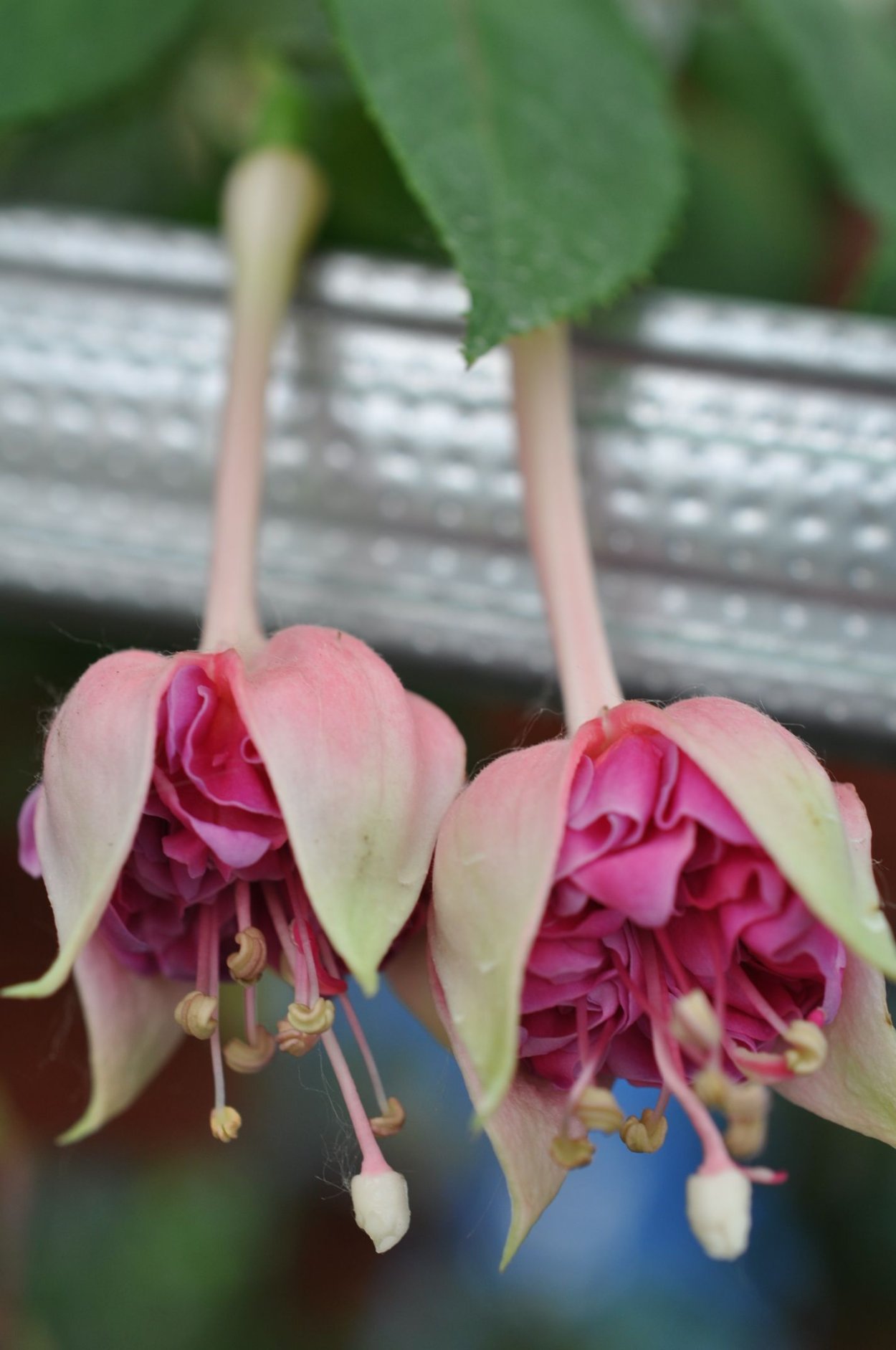 Фуксия Сонг фор Вингс