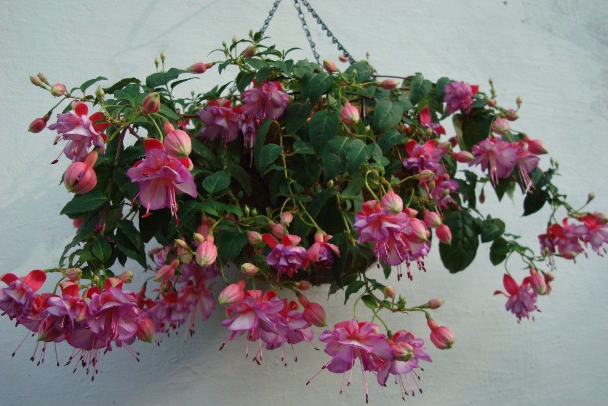 Фуксия Martin's Double delicate