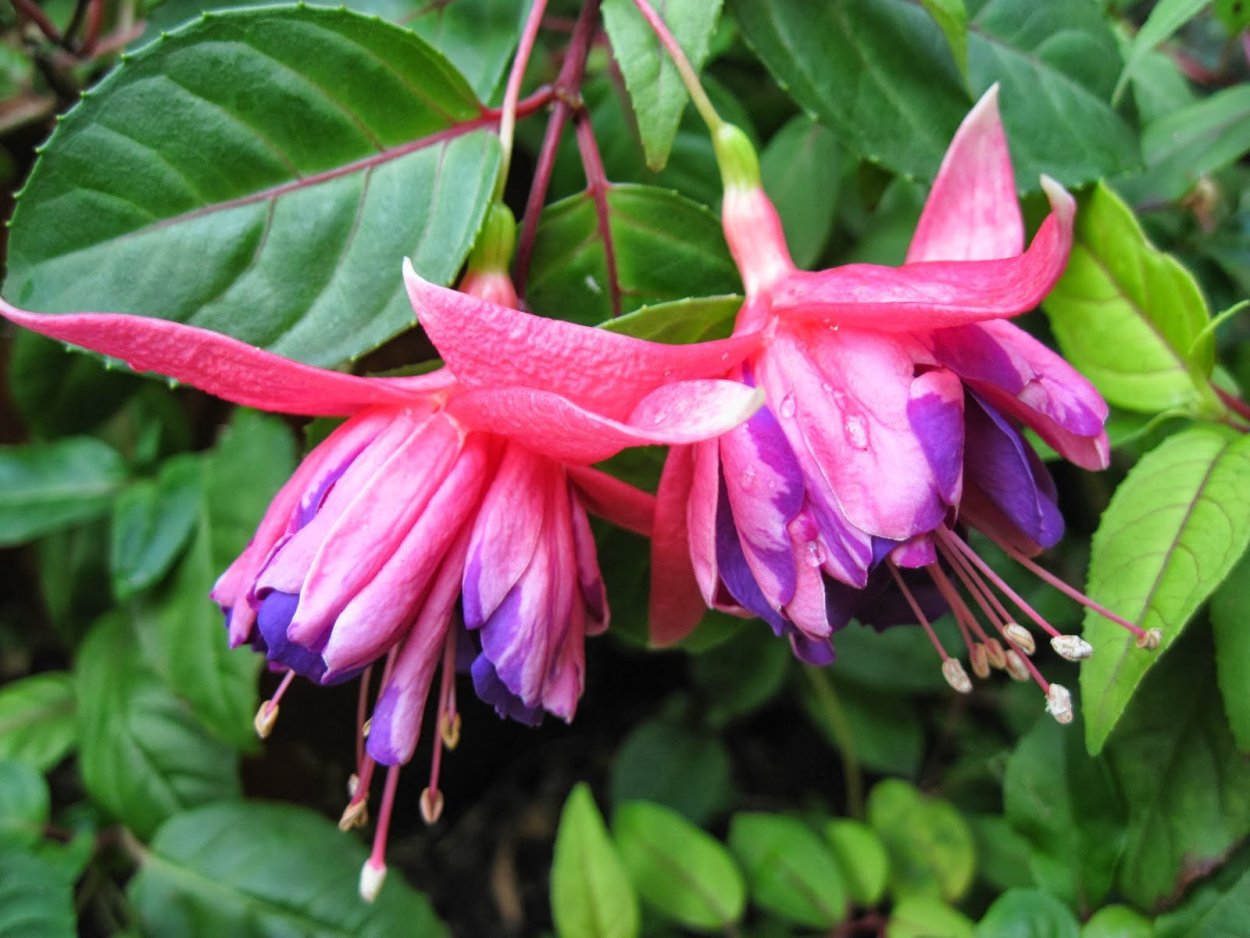 Фуксия Голден Моник