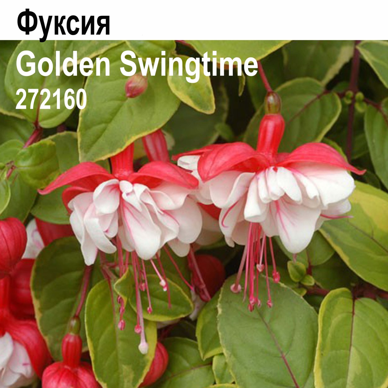Фуксия ампельная Swingtime