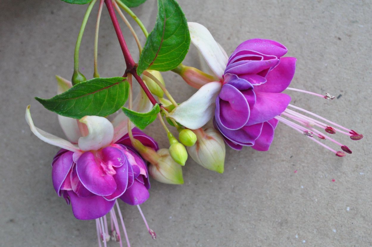 Фуксия Hauroko