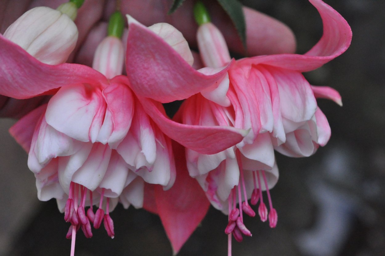 Фуксия melting moments