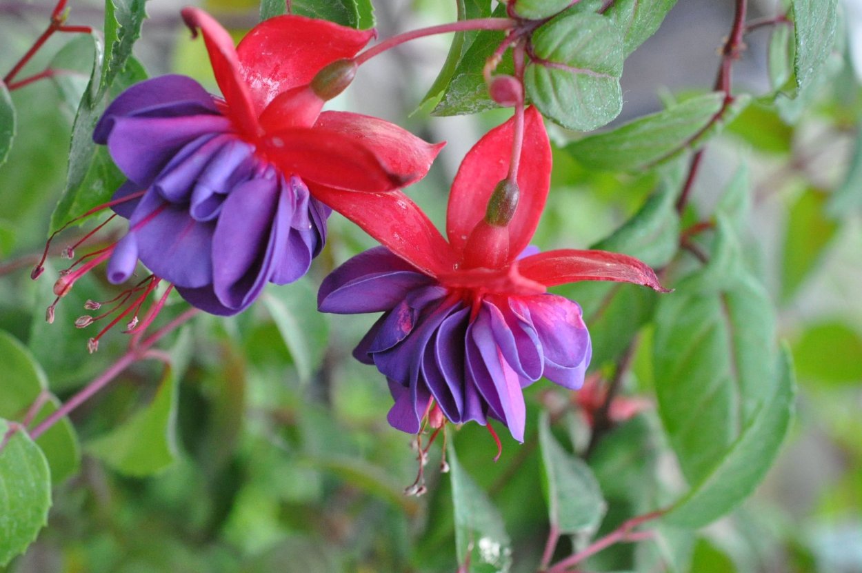 Фуксия Винстон