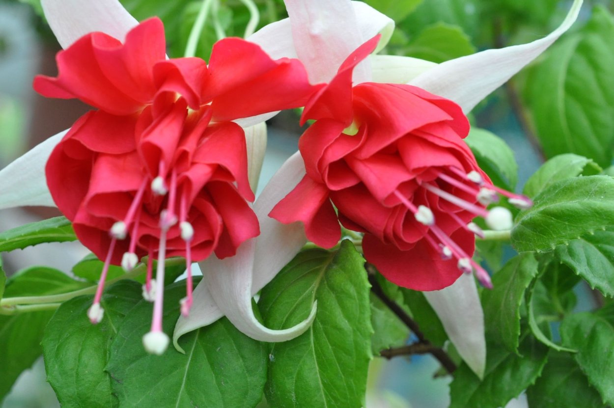 Фуксия сорт Veenlust