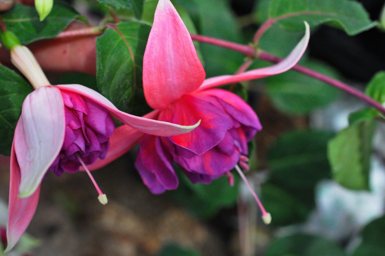 Фуксия Armbro Campbell